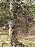 Weißtannen im Halltal