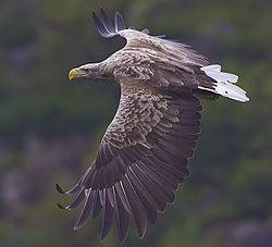 Seeadler