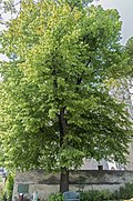 Silberlinde (Tilia tomentosa)