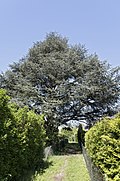 Atlaszeder (Cedrus atlantica „Glauca“)