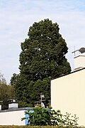 Mammutbaum (Sequoiadendron giganteum)