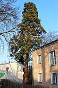 2 Mammutbäume (Sequoiadendron giganteum)