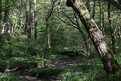 besonderer Gehölzbestand „Kraus-Besitz“