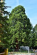 Mammutbaum (Sequoiadendron giganteum)