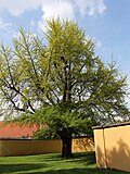Ginkgobaum (Ginkgo biloba)