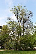 Japanischer Schnurbaum (Sophora japonica)