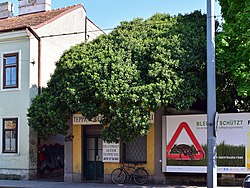 Efeustock (Hedera helix)