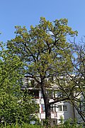 Stieleiche (Quercus robur)