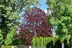 Blutbuche (Fagus sylvatica)