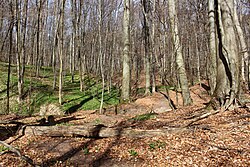 Standort der Grünen Schneerose (Helleborus viridis)