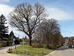 Eichen-Hainbuchenbestand samt Umgebung