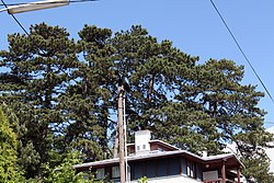 7 Schwarzkiefern (Pinus nigra)