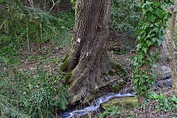 Esche (Fraxinus excelsior)
