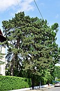 Schwarzkiefer (Pinus nigra)