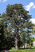 Platane (Platanus x hybrida), Schwarzkiefer (Pinus nigra)