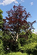 Blutbuche (Fagus sylvatica „Atropunicea“)