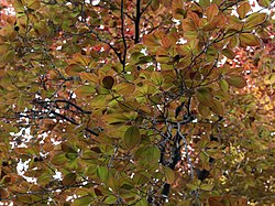 Blutbuche (Fagus sylvatica „Atropunicea“)
