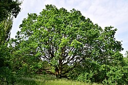Stieleiche (Quercus robur)