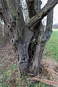 Eingriffeliger Weißdorn (Crataegus monogyna)