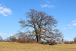 1 Zerreiche (Quercus cerris)