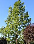 Urweltmammutbaum (Metasequoia glyptostroboides)