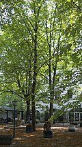 Gruppe von acht Kastanien (Nr. 649)