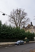 2 Eiben (Taxus baccata), Baumhasel (Corylus colurna), Tulpenbaum (Liriodendron tulipifera), Bergahorn (Acer pseudoplatanus)