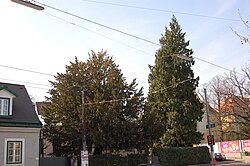 Eibe (Taxus baccata)