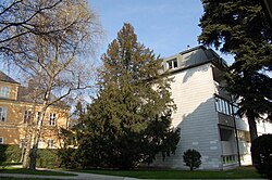 Eibe (Taxus baccata)