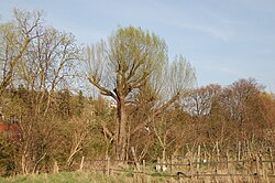 Bruchweide (Salix fragilis)