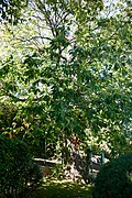 2 Edelkastanien (Castanea sativa)