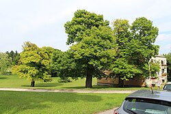 4 Edelkastanien (Castanea sativa)