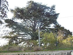 Libanonzeder (Cedrus libani)