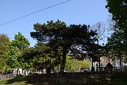 Schwarzkiefer (Pinus nigra)