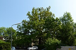 Traubeneiche (Quercus petraea)