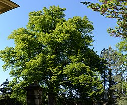 Winterlinde (Tilia cordata)