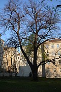 Sommerlinde (Tilia platyphyllos)