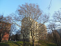 Morgenländische Platane (Platanus orientalis)