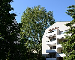Morgenländische Platane (Platanus orientalis)
