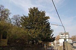 Eibe (Taxus baccata)