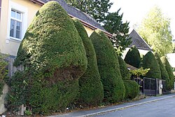 11 Eiben (Taxus baccata)
