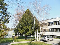Baumhasel (Corylus colurna), Eibe (Taxus baccata)