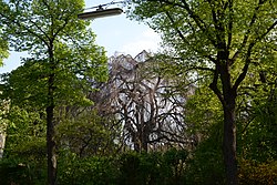 Hängebuche (Fagus sylvatica „Pendula“)