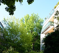 Esche (Fraxinus excelsior)