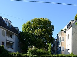 Rosskastanie (Aesculus hippocastanum)