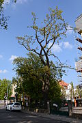 Kastanienblättrige Eiche (Quercus castaneifolia)