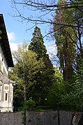 Ginkgo (Ginkgo biloba), Riesenmammutbaum (Sequoiadendron giganteum)