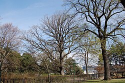 Baumhasel (Corylus colurna)