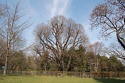Sommerlinde (Tilia platyphyllos)