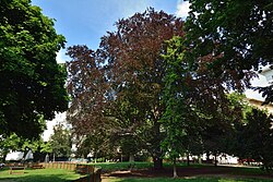 Rotbuche (Fagus sylvatica)